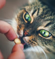 Все, что вам нужно знать о ветеринарных препаратах для кошек